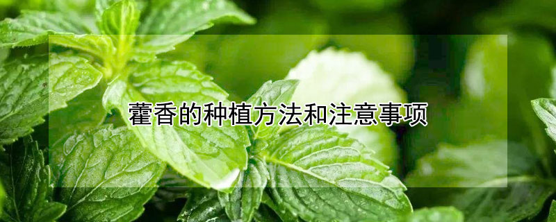 藿香的种植方法和注意事项(藿香 种植方法)