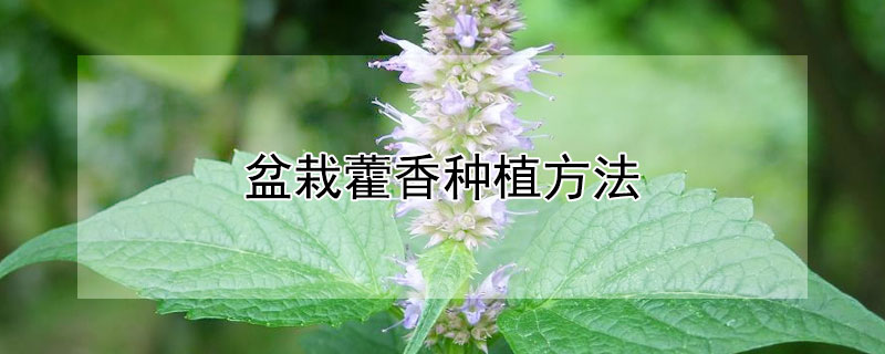 盆栽藿香种植方法(藿香 盆栽)