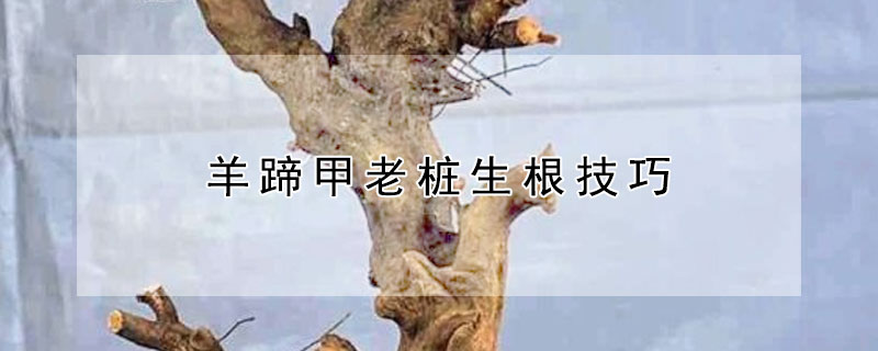 羊蹄甲老桩生根技巧(羊蹄甲老桩怎么种植)