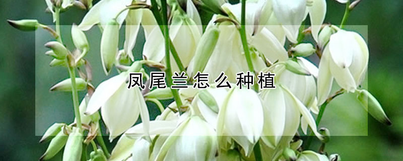 凤尾兰怎么种植(凤尾兰种植风水)