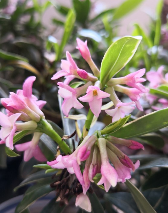 瑞香花开了 几个小技巧 开花更持久 满室生香(瑞香开花能放室内吗)