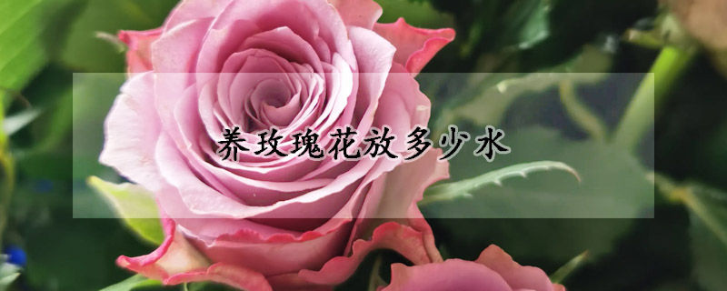 养玫瑰花放多少水(养玫瑰花的水放多少)