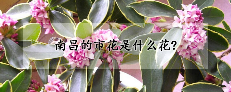 南昌的市花是什么花?(南昌的代表花)