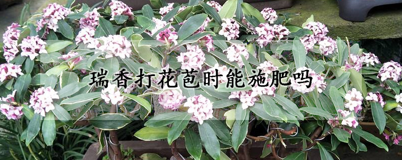 瑞香打花苞时能施肥吗(瑞香开花时可以施肥吗)