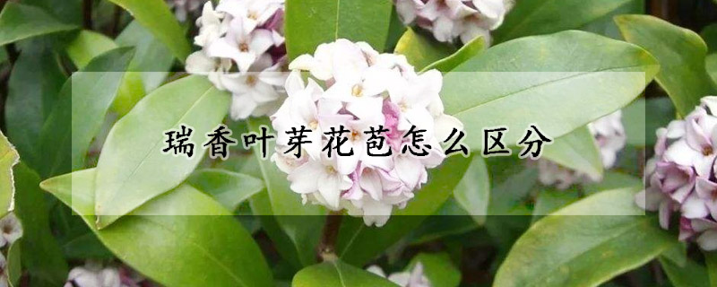 瑞香叶芽花苞怎么区分(金边瑞香花苞和叶芽的区别)