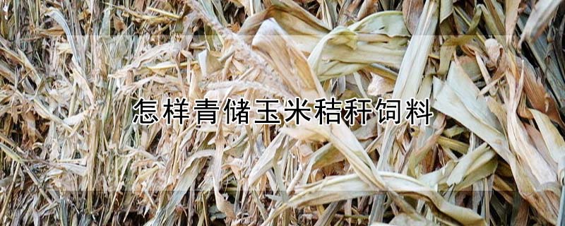 怎样青储玉米秸秆饲料(怎么青储玉米秸秆)