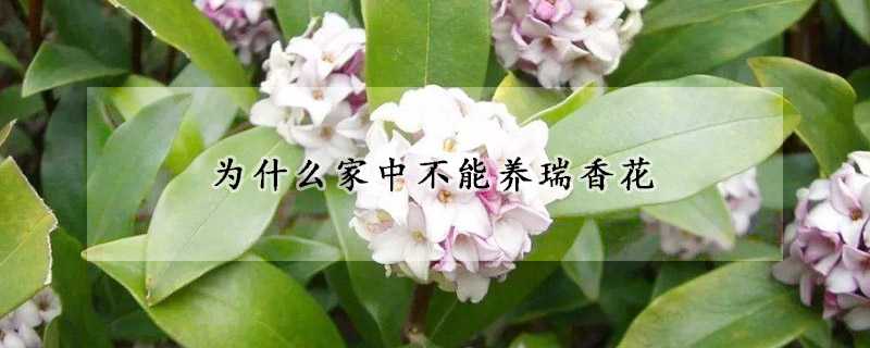 为什么家中不能养瑞香花(瑞香花家里能养吗)