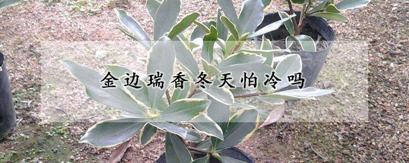 金边瑞香冬天怕冷吗(金边瑞香怕冷吗?)