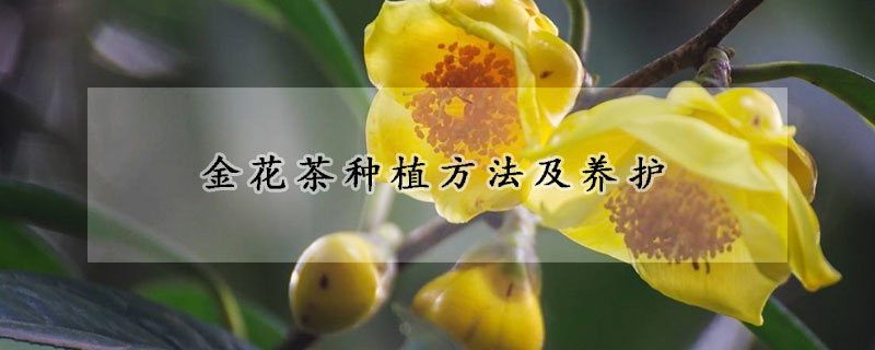 金花茶种植方法及养护(金花茶种植方法及养护视频)