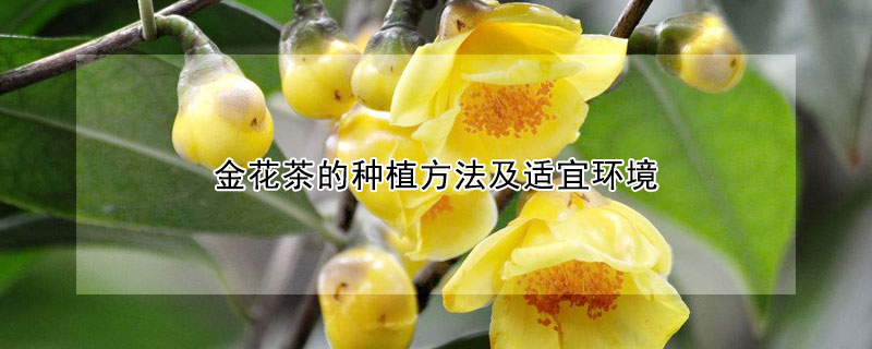 金花茶的种植方法及适宜环境(金花茶如何种植技术)