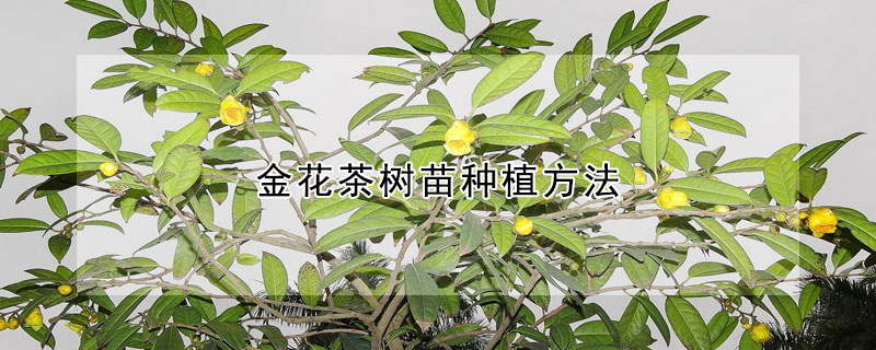 金花茶树苗种植方法(金花茶树苗价格及种植方法)