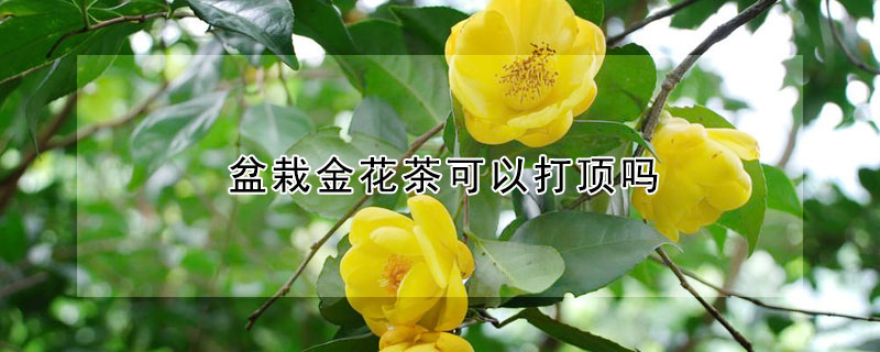 盆栽金花茶可以打顶吗(金盏花要打顶吗)