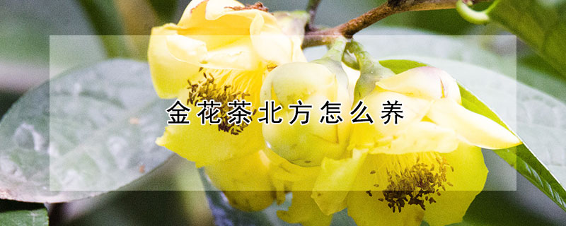 金花茶北方怎么养(金花茶在北方做盆景能养殖吗)