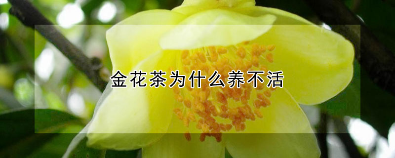 金花茶为什么养不活(金花茶开花和没开花的营养)