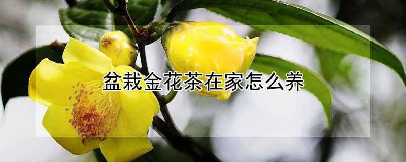 盆栽金花茶在家怎么养(金花茶可以种在家里吗?)