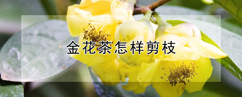 金花茶怎样剪枝(金花茶什么时候剪枝最合适)