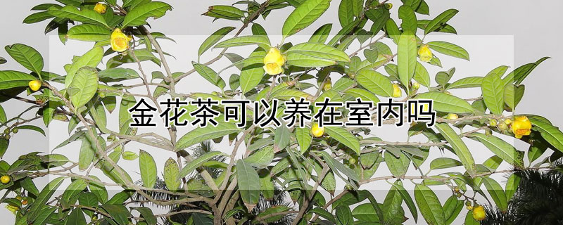 金花茶可以养在室内吗(金花茶可以盆栽吗)