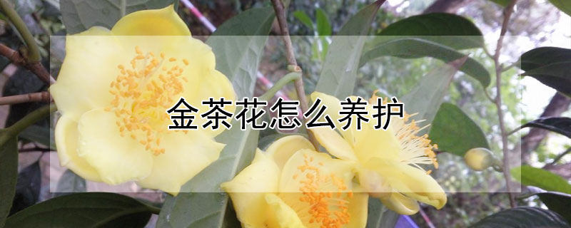 金茶花怎么养护(金花茶花怎么养)