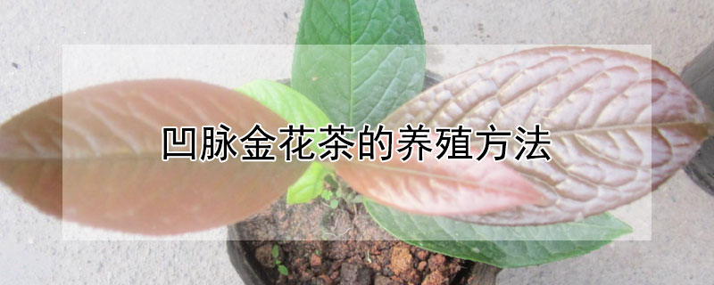 凹脉金花茶的养殖方法(凹脉金花茶花期)