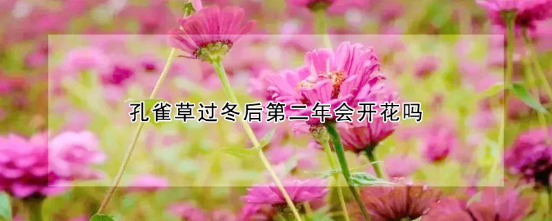 孔雀草过冬后第二年会开花吗(孔雀草第二年还能开花吗)