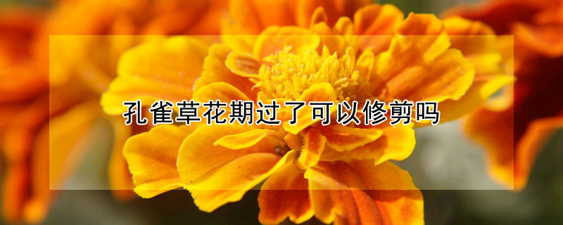 孔雀草花期过了可以修剪吗(孔雀草花期过后会死吗)