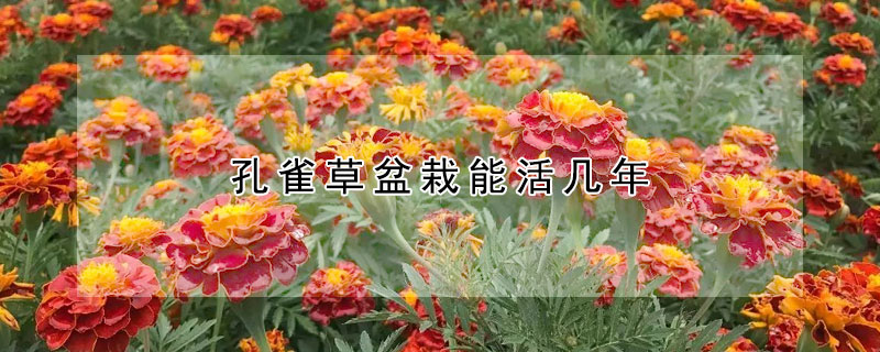 孔雀草盆栽能活几年(孔雀草盆栽能活几年寿命)