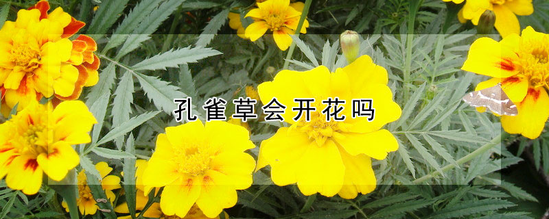 孔雀草会开花吗(孔雀草啥时候开花)