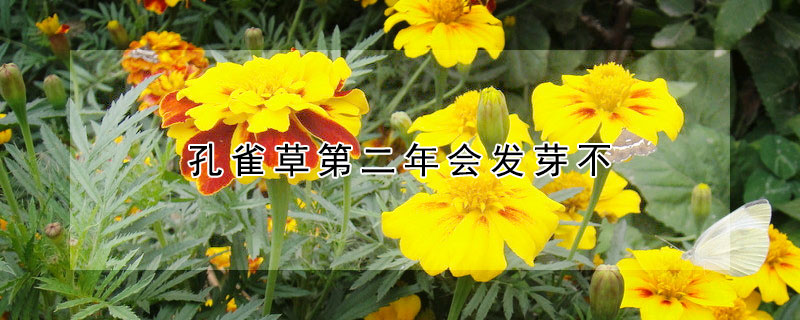 孔雀草第二年会发芽不(孔雀草徒长不开花)