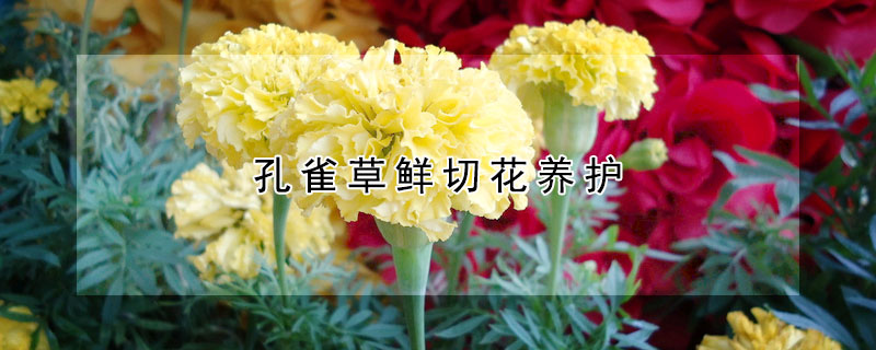 孔雀草鲜切花养护(孔雀草鲜切花养护要点)