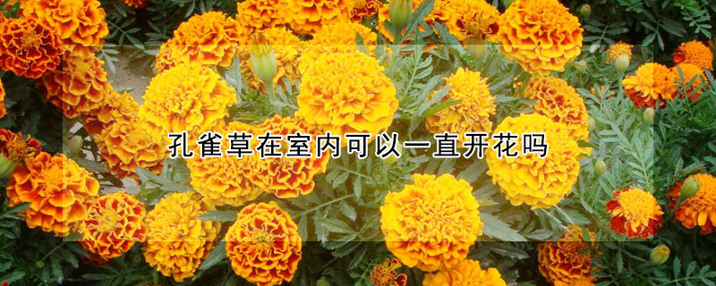 孔雀草在室内可以一直开花吗(孔雀草可以在室内养吗)