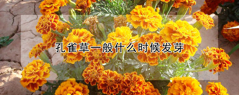 孔雀草一般什么时候发芽(孔雀草发芽率)