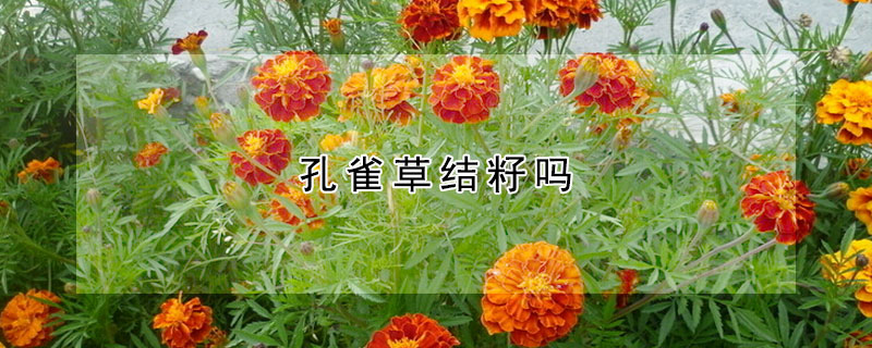 孔雀草结籽吗(孔雀草种子需要泡水吗)