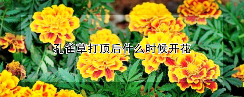 孔雀草打顶后什么时候开花(孔雀草什么时候可以掐顶吗)