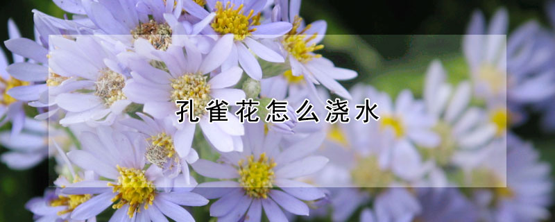 孔雀花怎么浇水(孔雀兰怎么浇水)