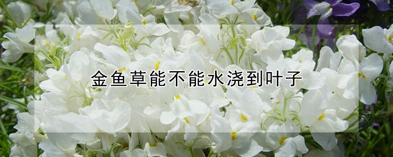 金鱼草能不能水浇到叶子(金鱼花叶子能浇水吗)