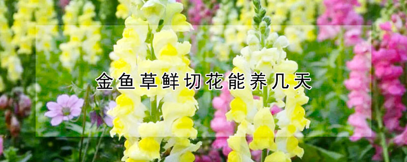 金鱼草鲜切花能养几天(金鱼草鲜切花怎么养)