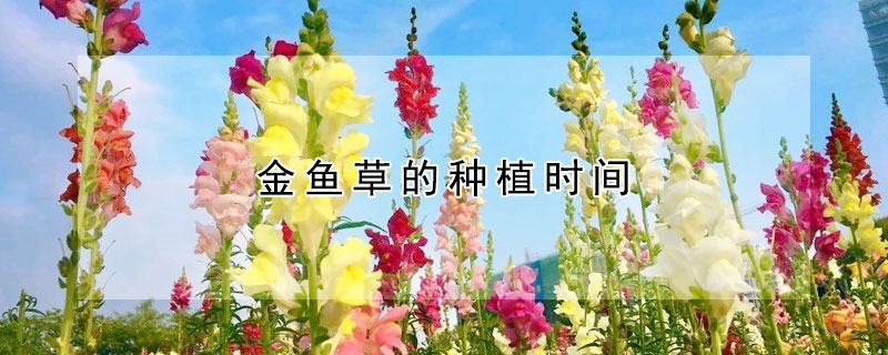 金鱼草的种植时间(金鱼草生长周期)