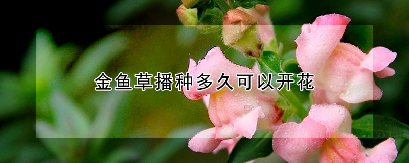 金鱼草播种多久可以开花(金鱼草一天之内什么时候开花)