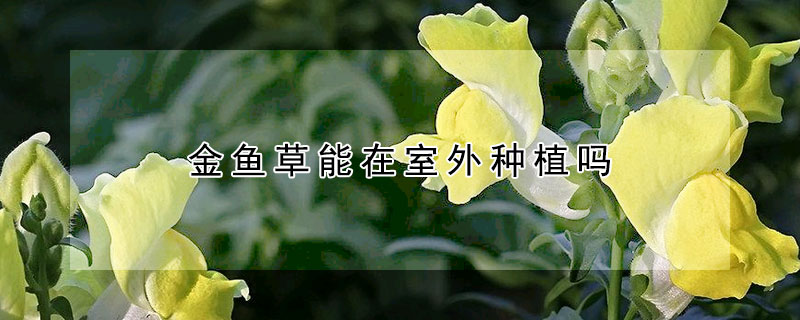 金鱼草能在室外种植吗(金鱼草能在室外种植吗冬天)