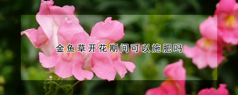 金鱼草开花期间可以施肥吗(金鱼草开花后怎么修剪)