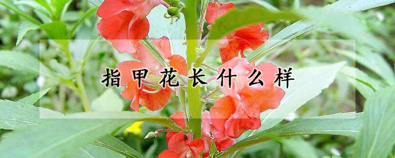 指甲花长什么样(指甲花长什么样图片)