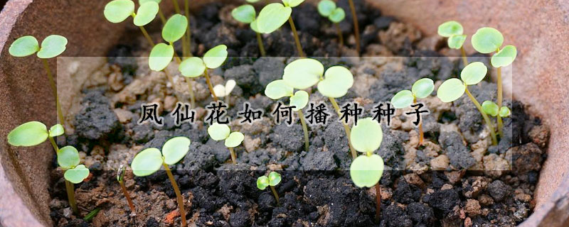 凤仙花如何播种种子(凤仙花播种种子的方法)