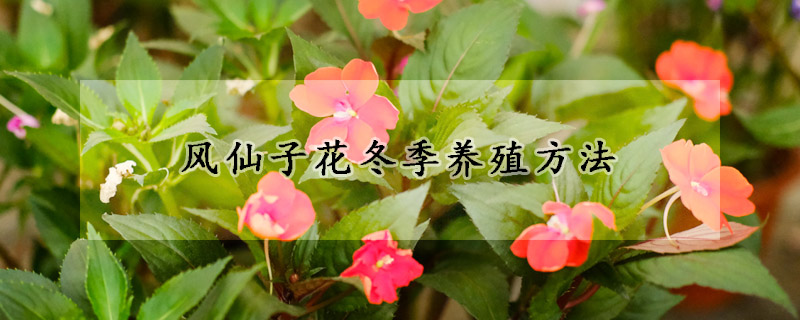 风仙子花冬季养殖方法(风仙花用什么繁殖)