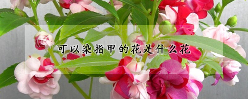 可以染指甲的花是什么花(用来染指甲的指甲花是什么花)