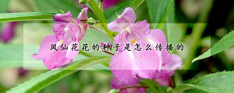 凤仙花花的种子是怎么传播的(凤仙花靠什么传播种子?子?)