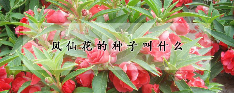 凤仙花的种子叫什么(凤仙花种子是什么样的)