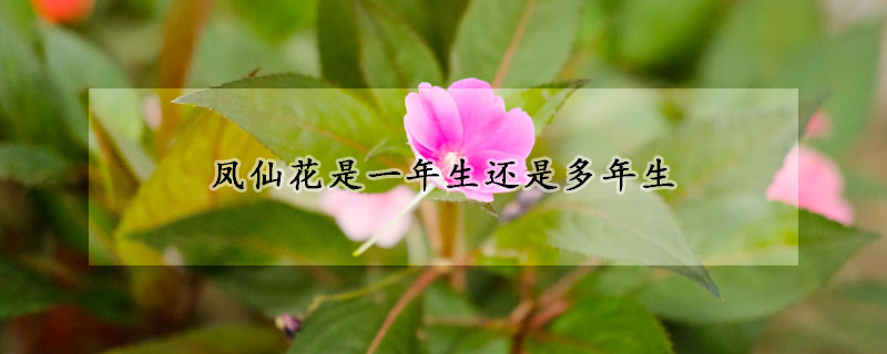 凤仙花是一年生还是多年生(凤仙花是几年生)