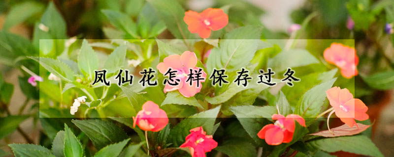 凤仙花怎样保存过冬