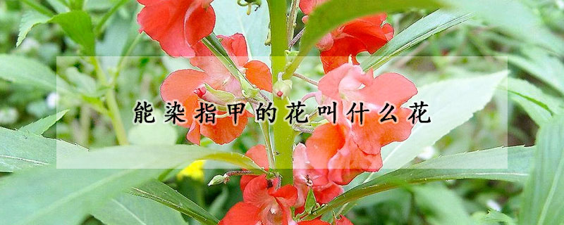 能染指甲的花叫什么花(能染指甲的花叫什么花名)