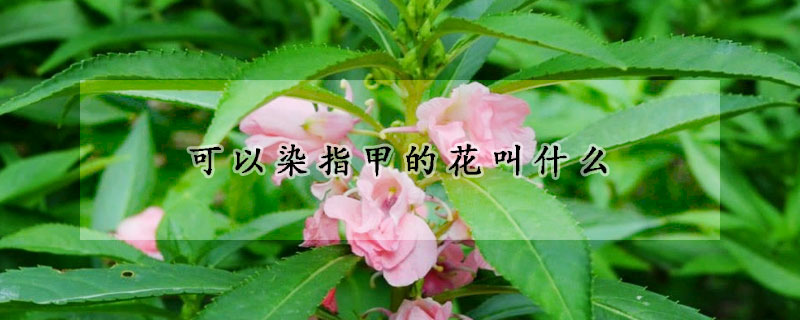 可以染指甲的花叫什么(染指甲的花叫什么名字五颜六色)